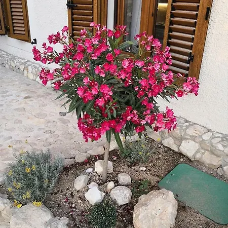 House Ivana, Zadar, 빈예라크
